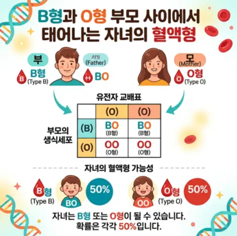 B형과-O형-부모-사이에서-태어날-자녀의-혈액형
